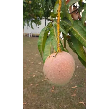 Fresh Mango Plant Manufacturer